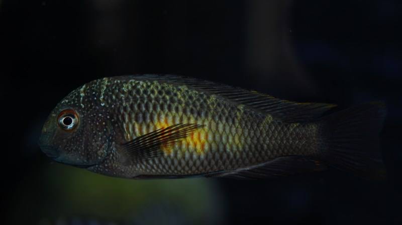 Tropheus moorii 'Kalambo Lodge'